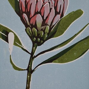 Protea 3