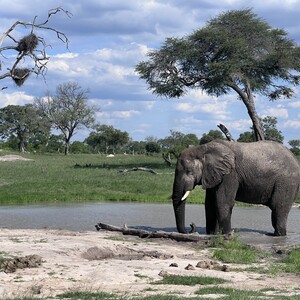 PULSATION:  Examines how elephant carrion pulses influence  interactions between apex predators and their herbivore prey