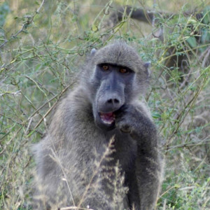 Behavioural plasticity of chacma baboons (Papio ursinus) in southern African biomes: a camera trap data approach.
