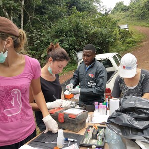 MICETRAL: Invasive mice and rodent malaria in Africa: dissecting a natural parasite host shift involving two well-studied laboratory models