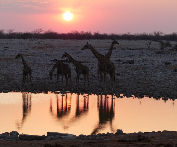 The future for biodiversity in the Anthropocene