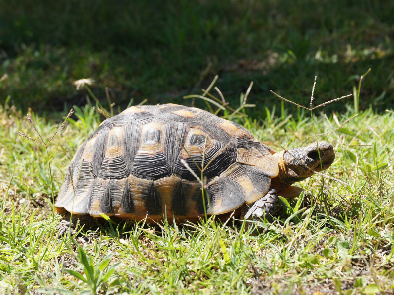 White Lily Montagu Swop and Stay